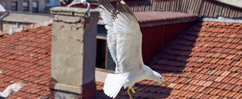 Residential Chimney Animal Removal Solution in Wellington, FL